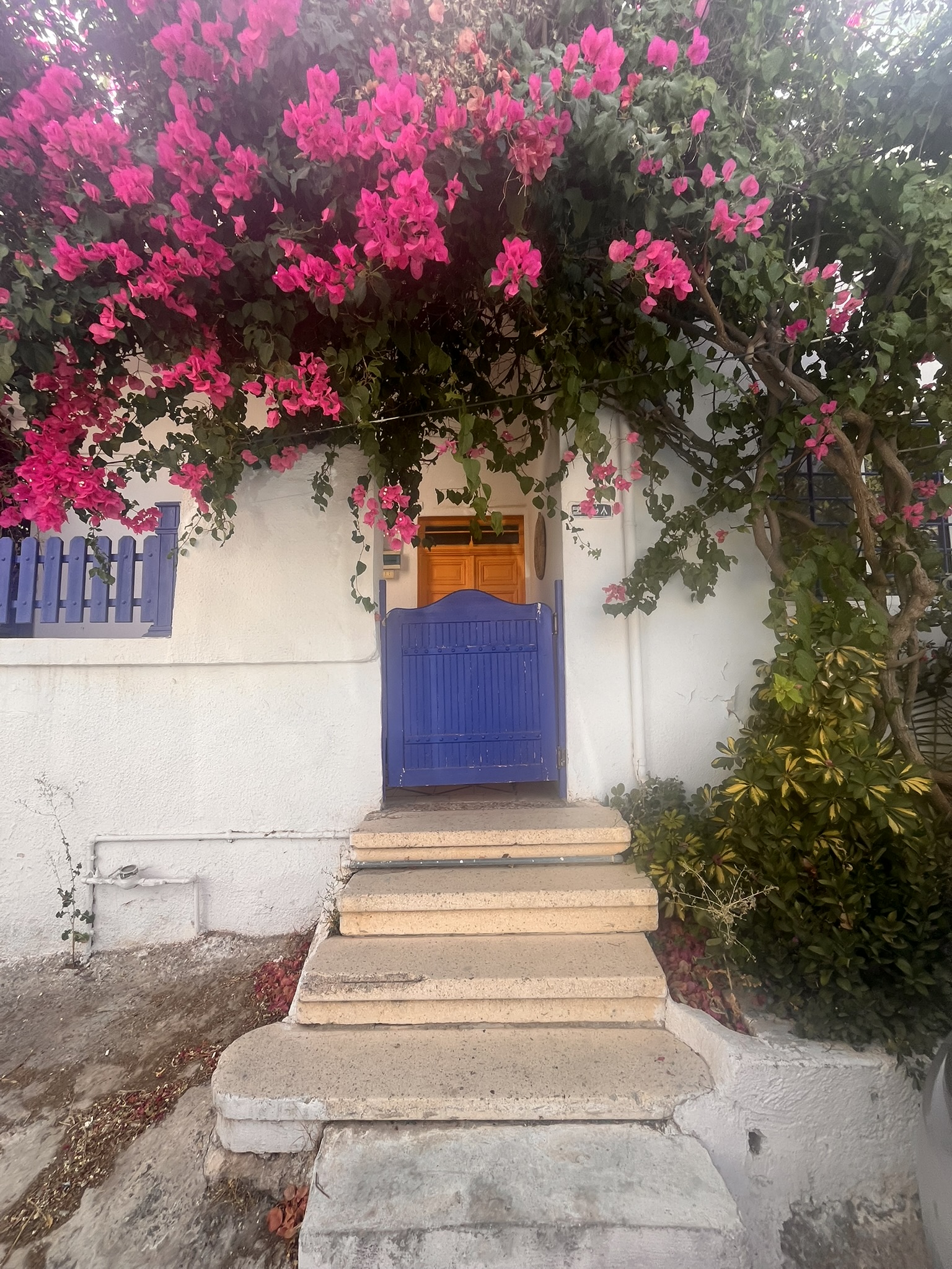 Blue wooden gate framed by pink bougainvillea flowers on a Rainbow Street side street in Amman